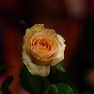 IMG_2661.JPG