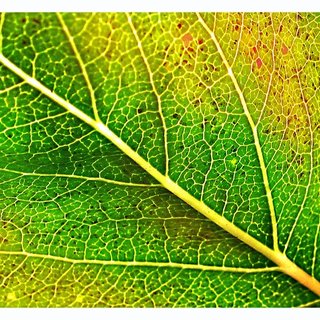 green.JPG
